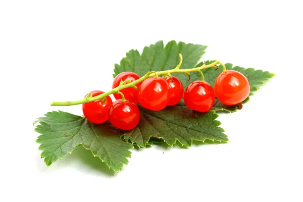 Isolated red currant and leaf — Stock Photo, Image