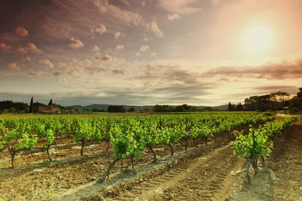 Orange Sky over Green Vineyard — Stockfoto