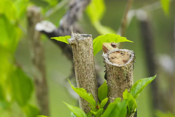 Kameleont tittar ut från gren — Stockfoto