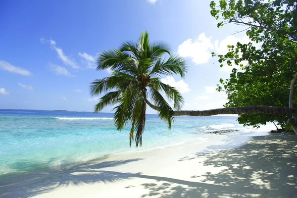 Palm op strand en zee achtergrond — Stockfoto