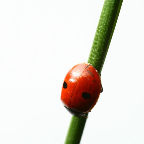 Mariquita en la hierba —  Fotos de Stock