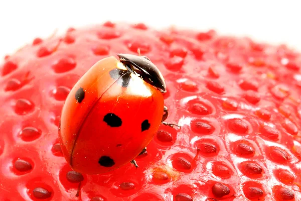 Ladybug gourmet — Stock Photo, Image