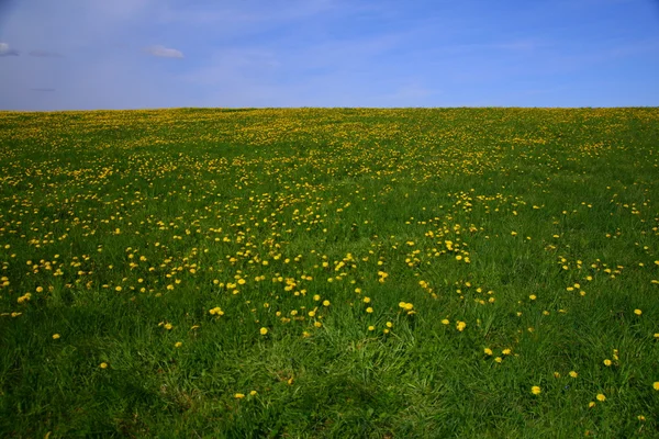 Dandelion landscape — Stock Photo, Image