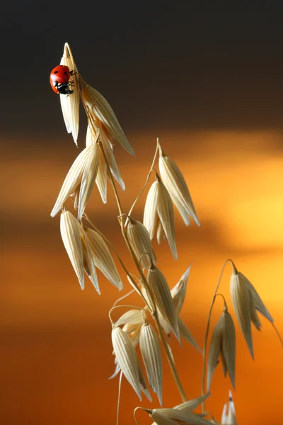 Sunrise ladybug — Stock Photo, Image