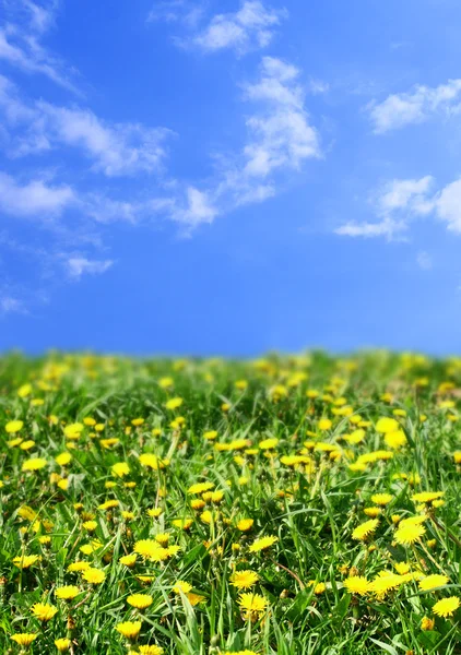 Dandelion green field — Stock Photo, Image