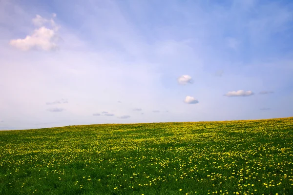 Dandelion landscape — Stock Photo, Image
