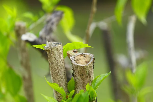 Kameleont tittar ut från gren — Stockfoto