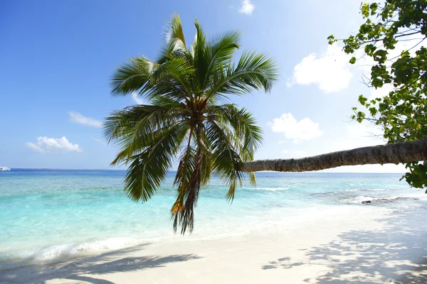 Palm on beach and sea background — Stock Photo, Image