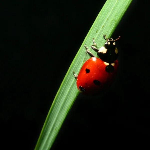 Marienkäfer auf Gras — Stockfoto