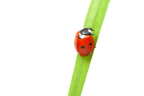 Rode lieveheersbeestje — Stockfoto