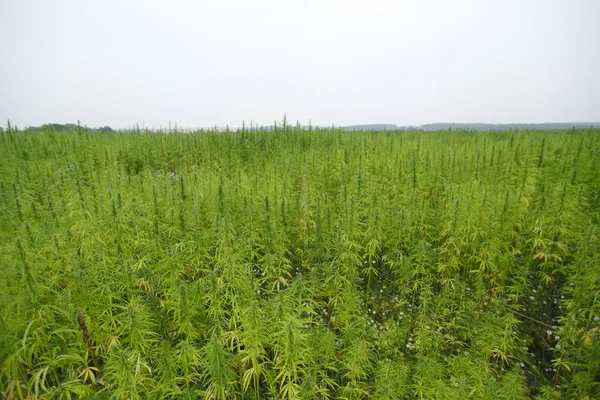 Hennep veld — Stockfoto