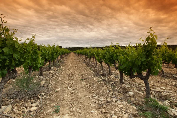 Oranžová obloha nad zelené vineyard — Stock fotografie