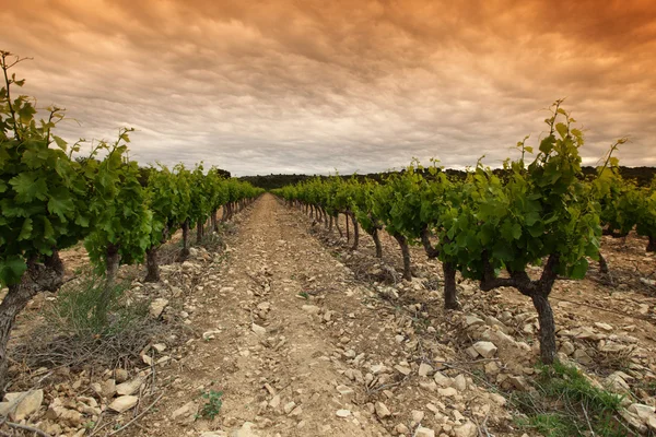 Cielo anaranjado sobre viñedo verde — Foto de Stock