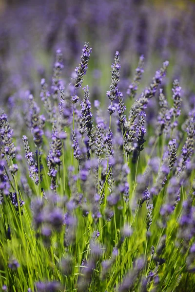 ラベンダーの花を閉じます — ストック写真