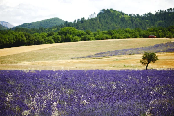 Lavender сфері — стокове фото