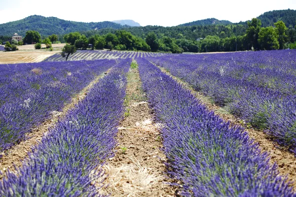 Campo di lavanda — Foto Stock