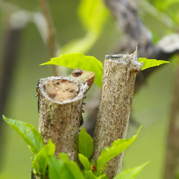 Chameleon looking out from branch — Stock Photo, Image