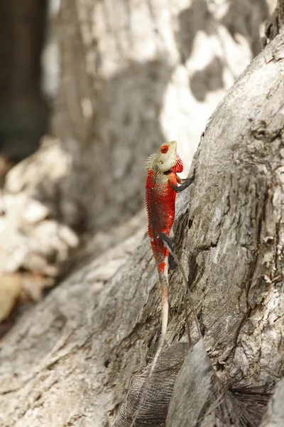 Chameleon on bark — Stock Photo, Image