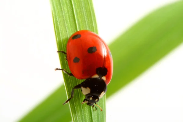 Coccinelle rouge — Photo