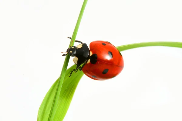 Coccinelle rouge — Photo