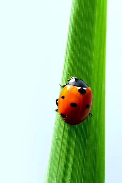 Coccinelle sur l'herbe — Photo