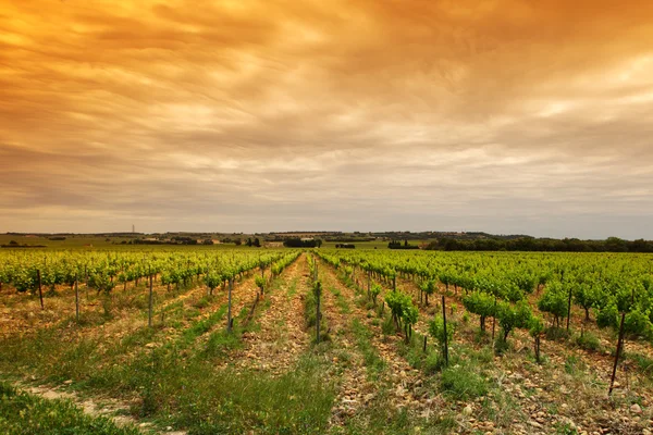 Pomarańczowe niebo nad zielonej winnicy — Zdjęcie stockowe