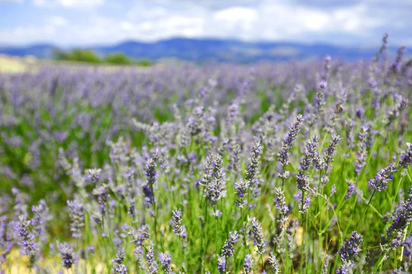 ラベンダーの花を閉じます — ストック写真