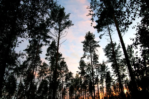 Tree background — Stock Photo, Image