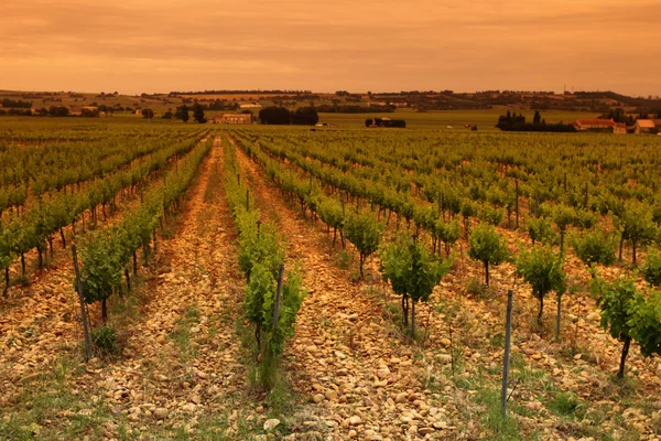 Cielo anaranjado sobre viñedo verde — Foto de Stock