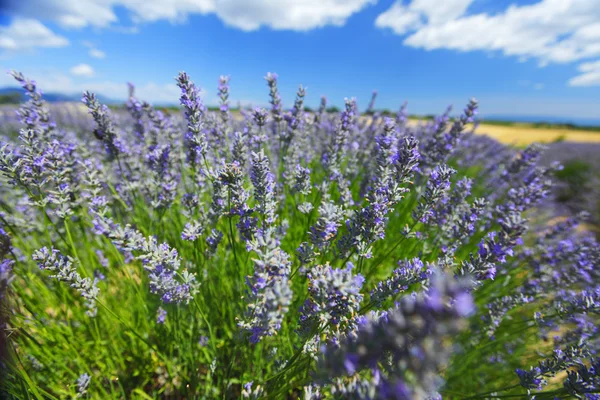 Flores de lavanda fechar — Fotografia de Stock