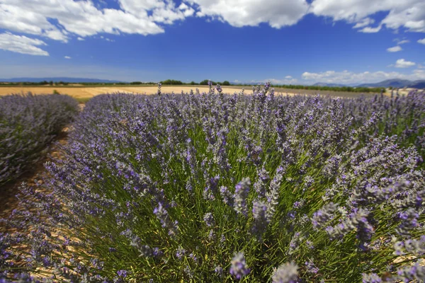 Campo di lavanda — Foto Stock