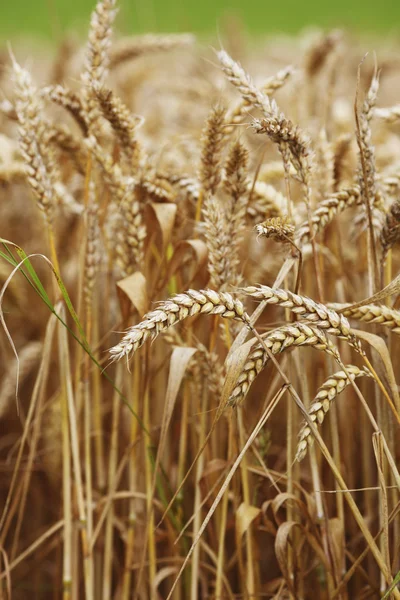 Trigo de cerca en el campo de cultivo —  Fotos de Stock