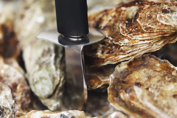 Oysters and knife — Stock Photo, Image