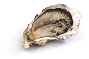 Oyster on white clipart