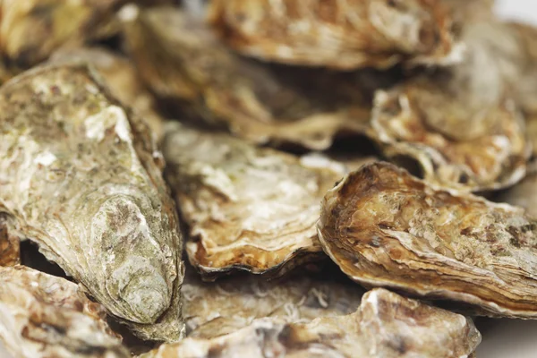 Fundo de ostras — Fotografia de Stock