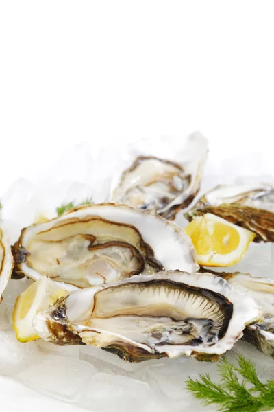 Oysters with lemon and dill — Stock Photo, Image
