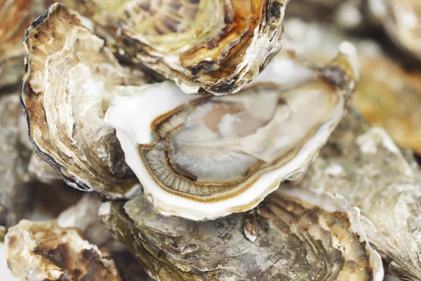 Fondo de ostras —  Fotos de Stock