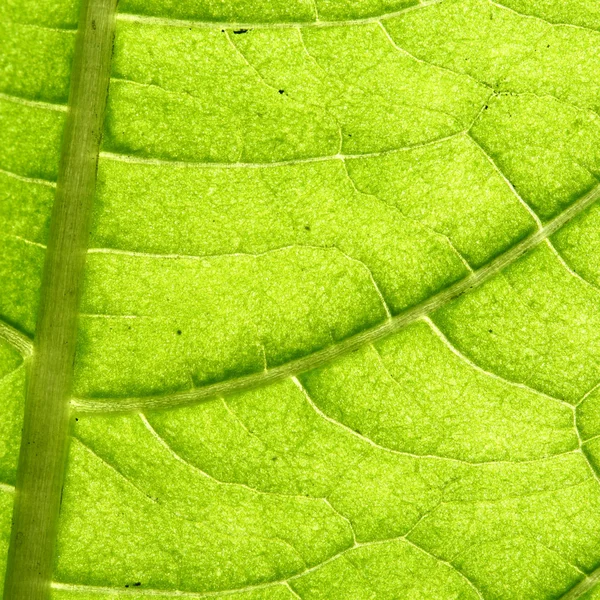 Vena de hoja verde — Foto de Stock