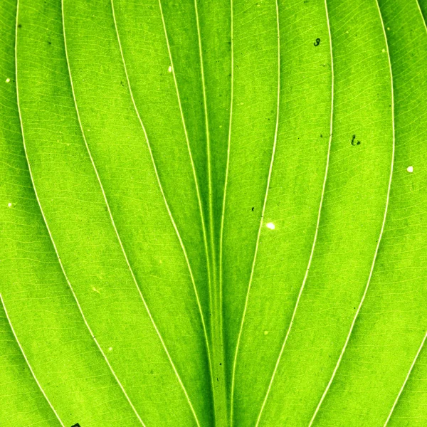 Veia da folha verde — Fotografia de Stock