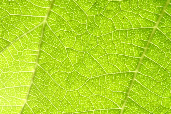 緑の葉の静脈 — ストック写真