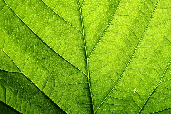 Vena de hoja verde — Foto de Stock