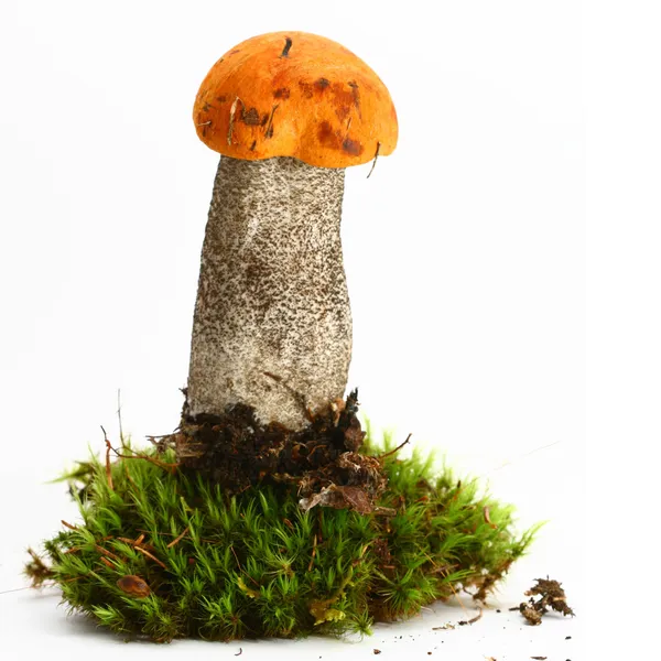 Isolated mushroom Stock Image