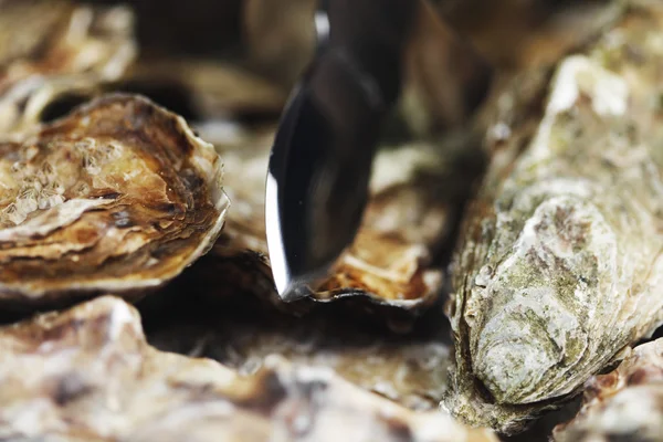 Oysters and knife — Stock Photo, Image