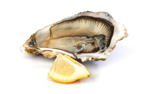 Oyster and lemon on white — Stok fotoğraf