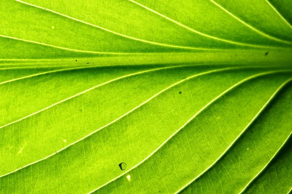 Zelený list žíly — Stock fotografie