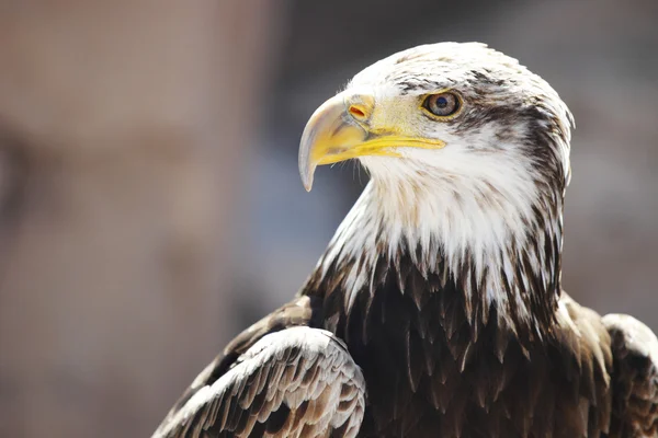 Spanischer Kaiseradler — Stockfoto