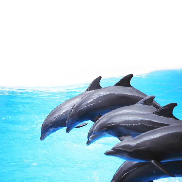 Шоу дельфинов — стоковое фото