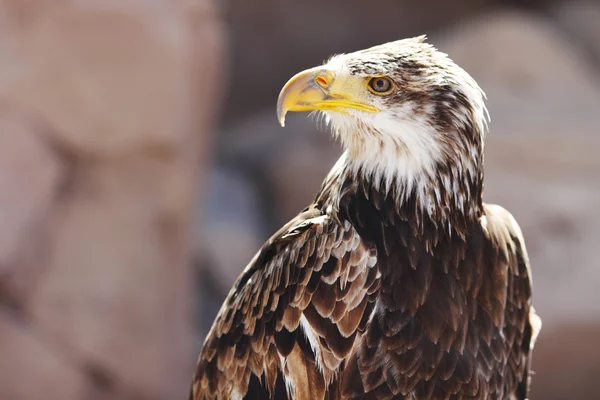 Іспанська Імперського орла — стокове фото