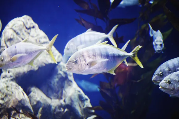 Peces tropicales en un arrecife de coral —  Fotos de Stock