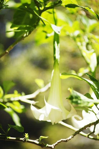 バタタ花 — ストック写真
